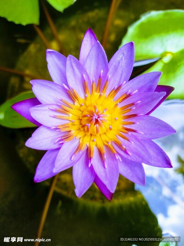 荷花