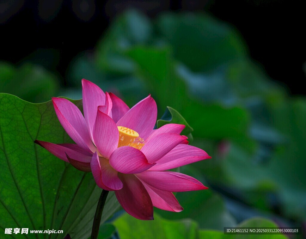 荷花