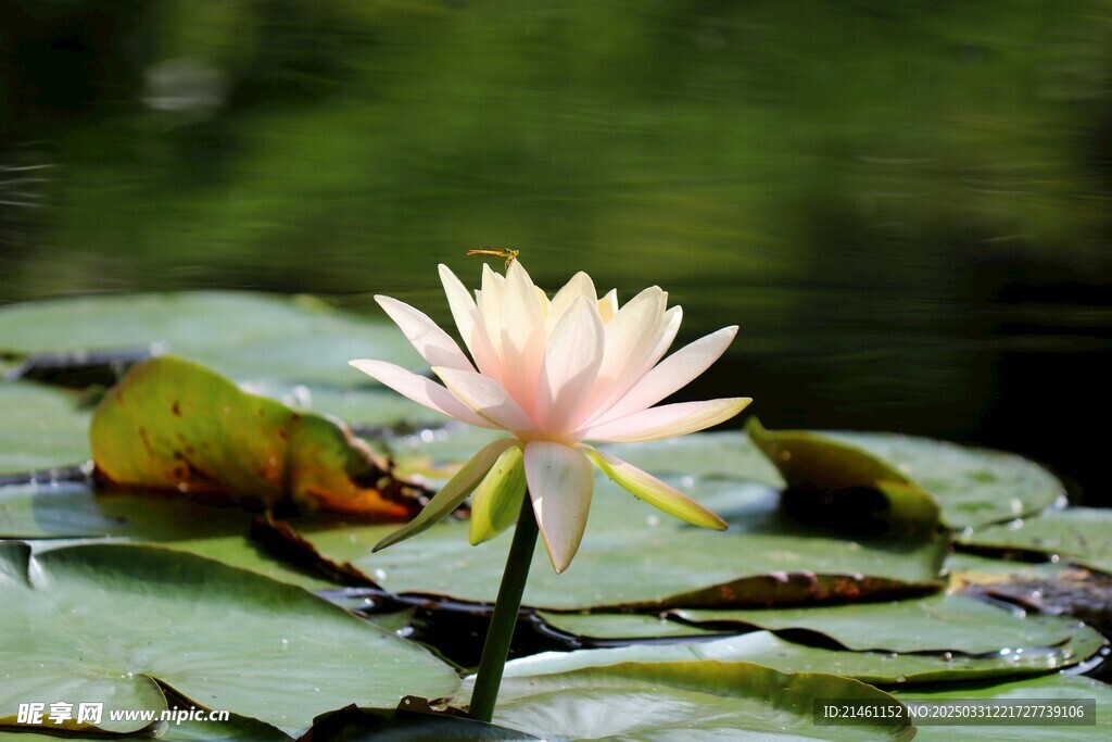 荷花