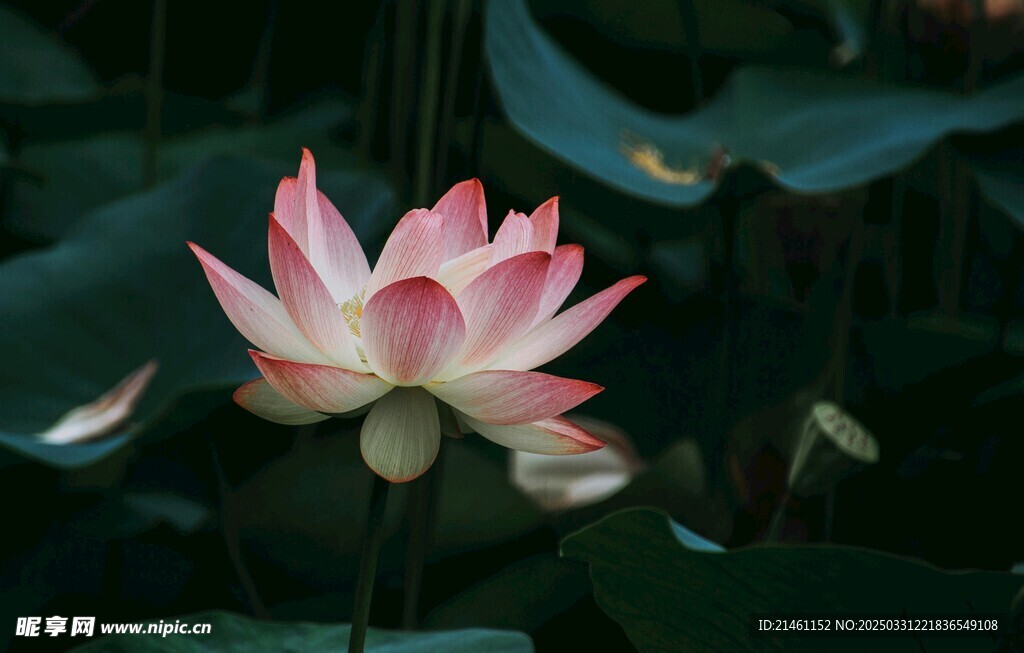 荷花