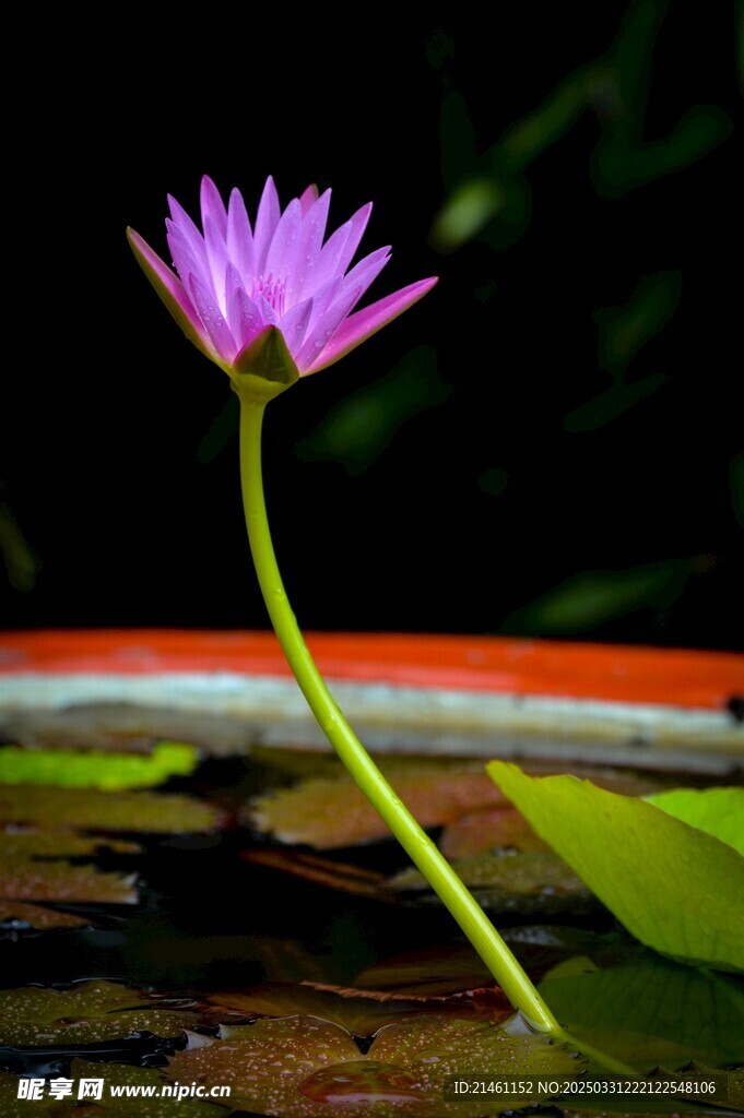 荷花