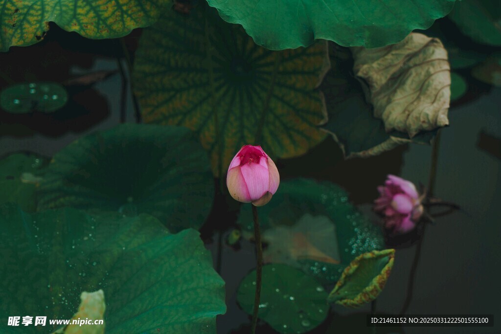 荷花
