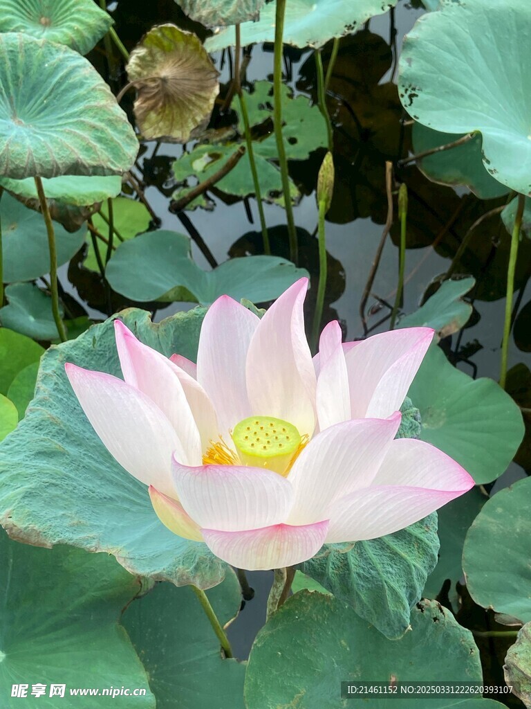 荷花
