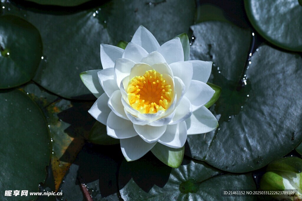 荷花
