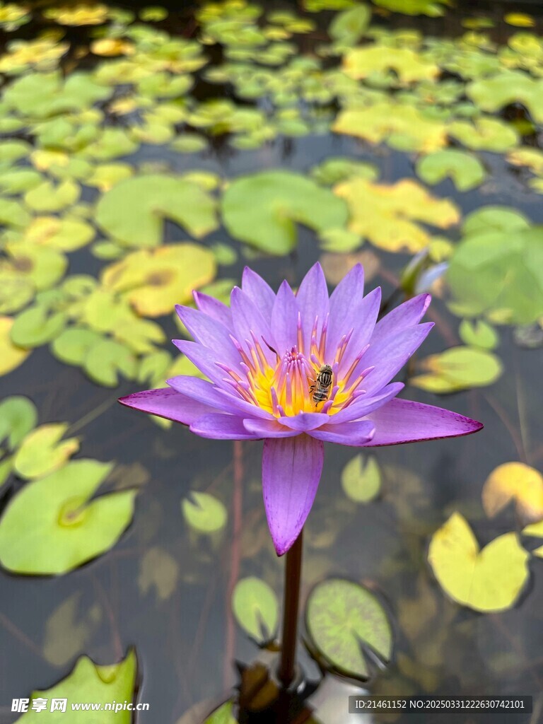 荷花