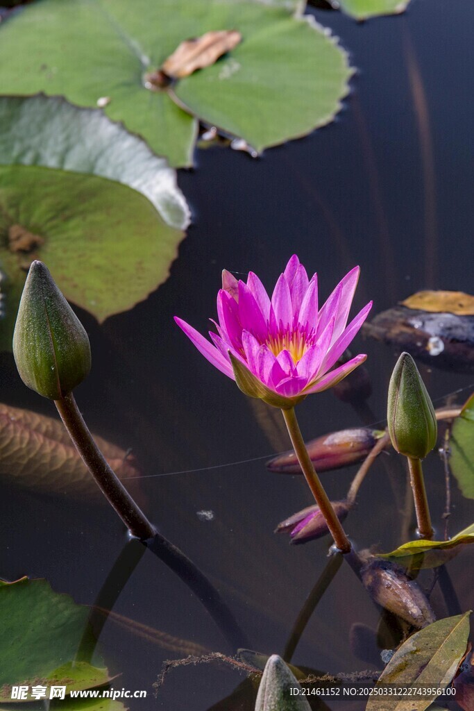 荷花