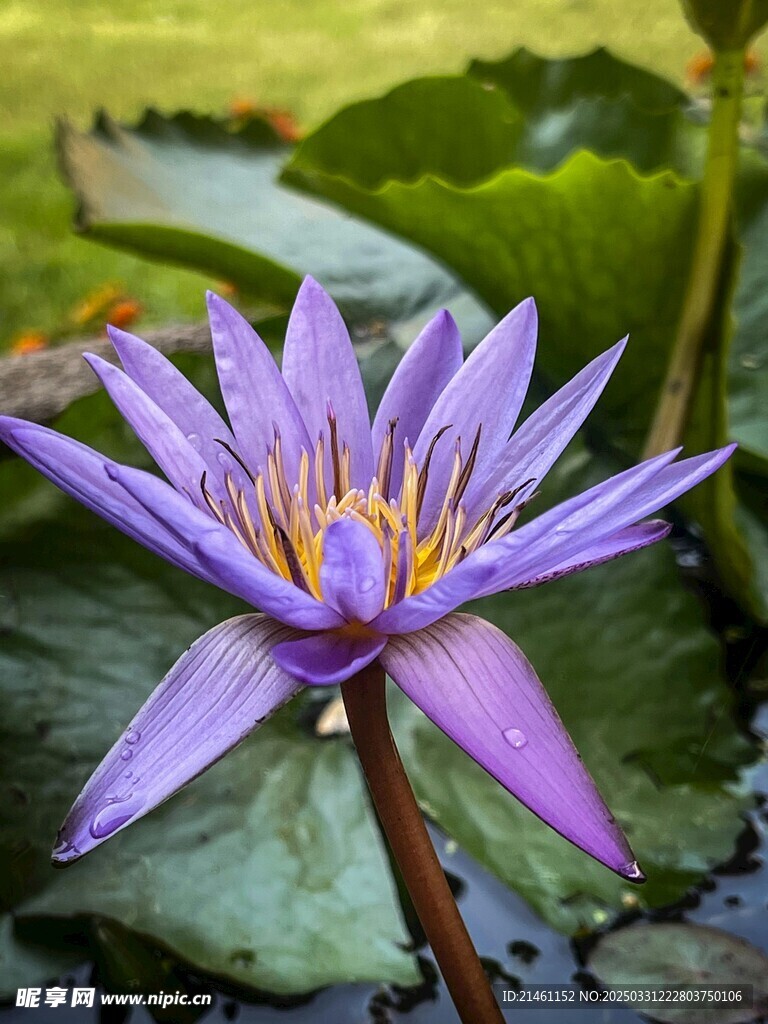 荷花