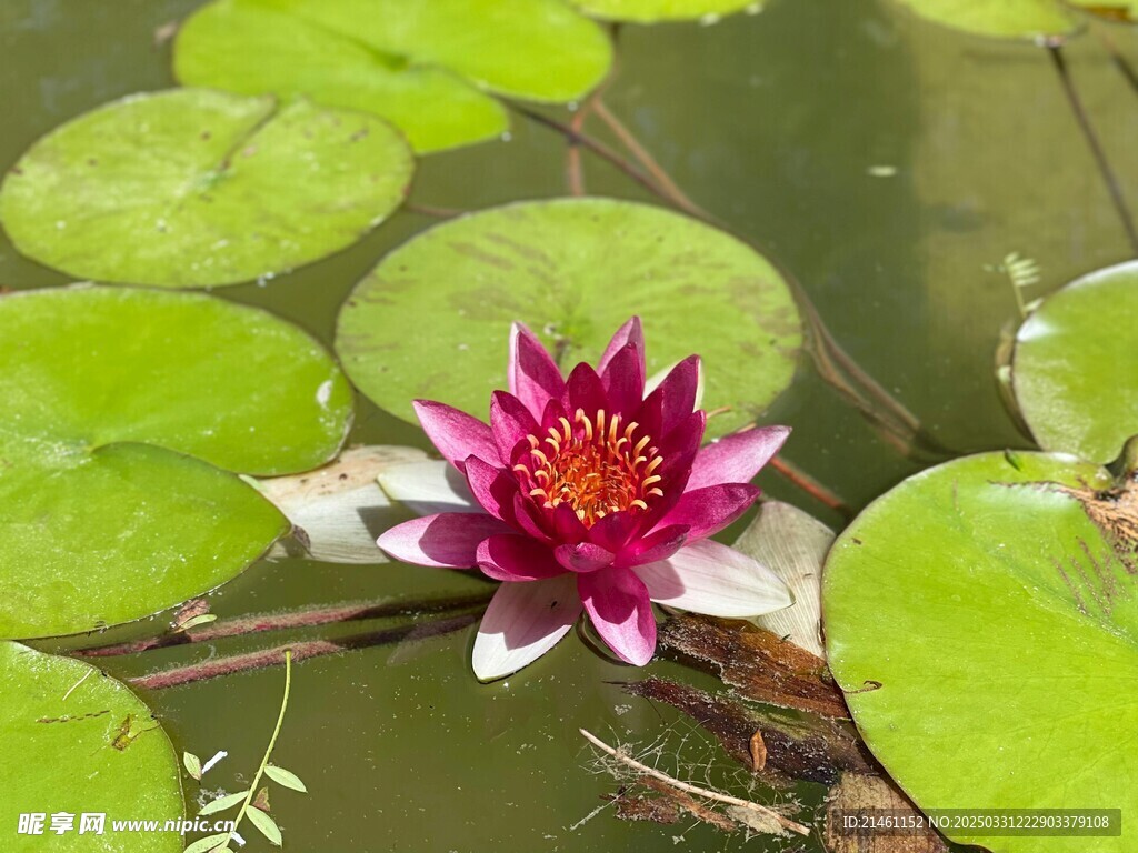 荷花