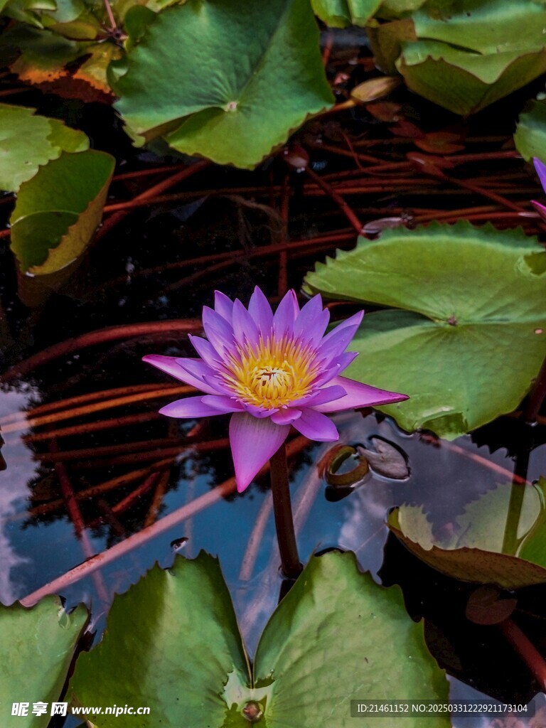 荷花