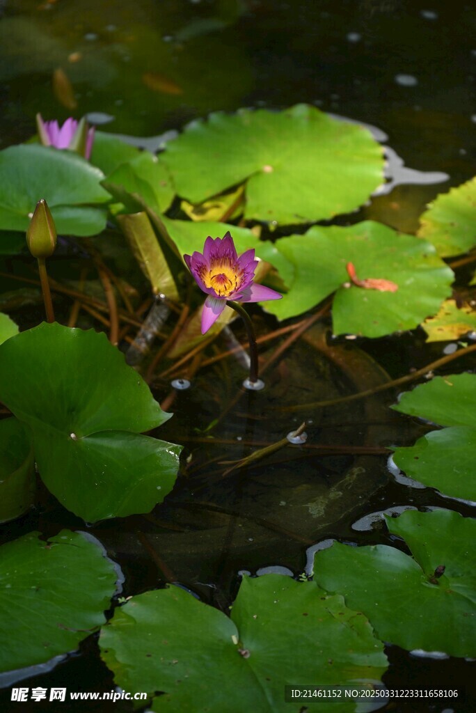 荷花