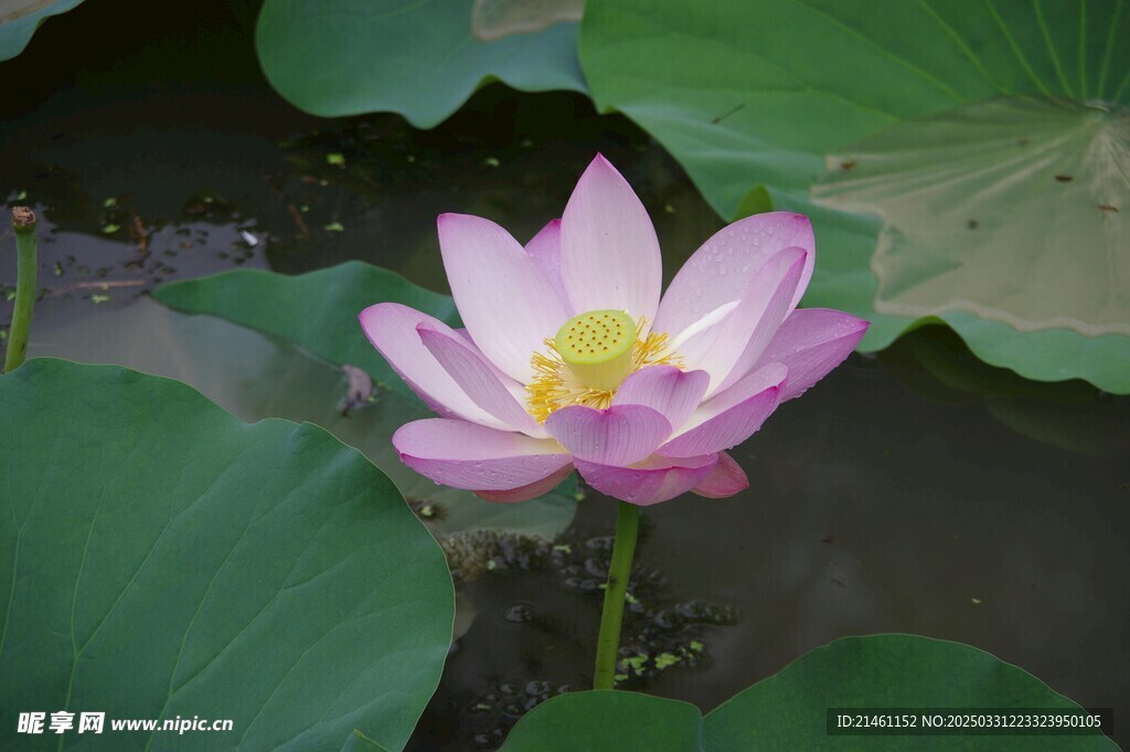 荷花