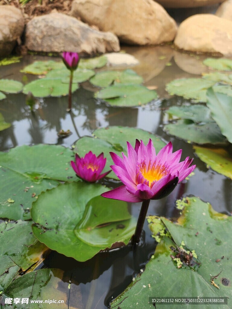 荷花