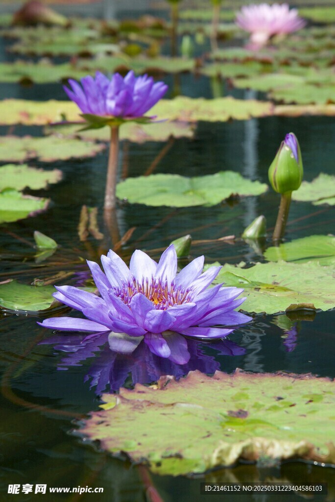 荷花