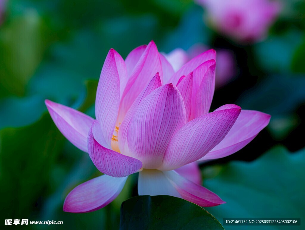 荷花