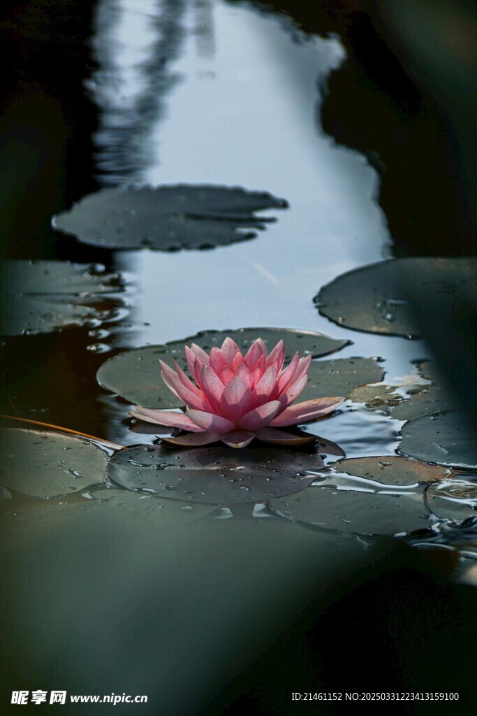 荷花