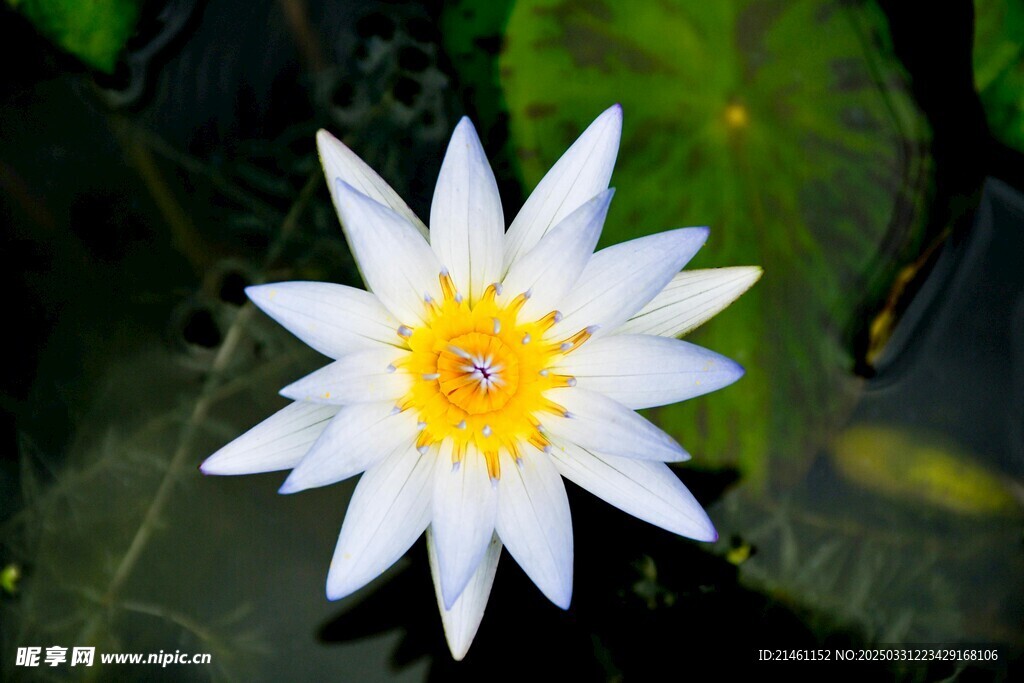 荷花