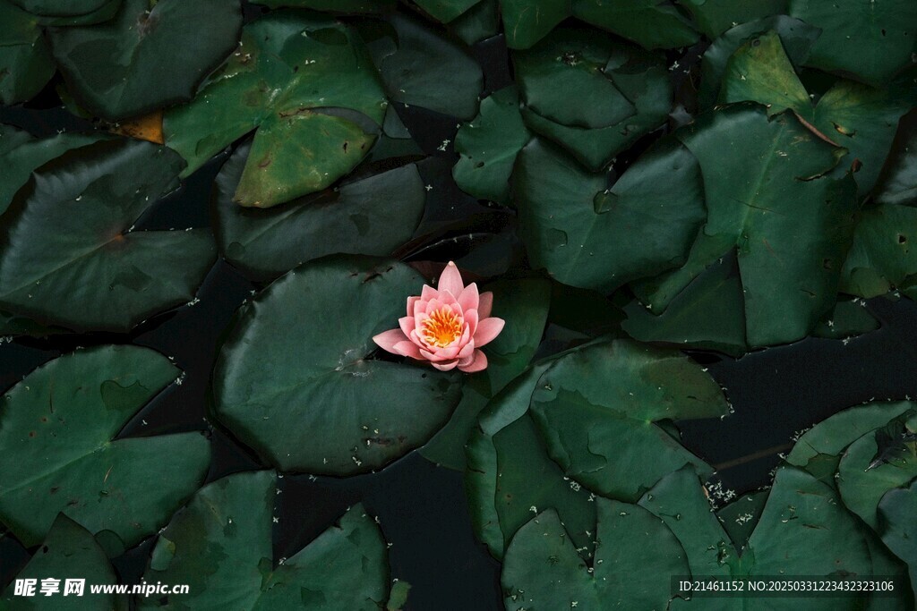 荷花