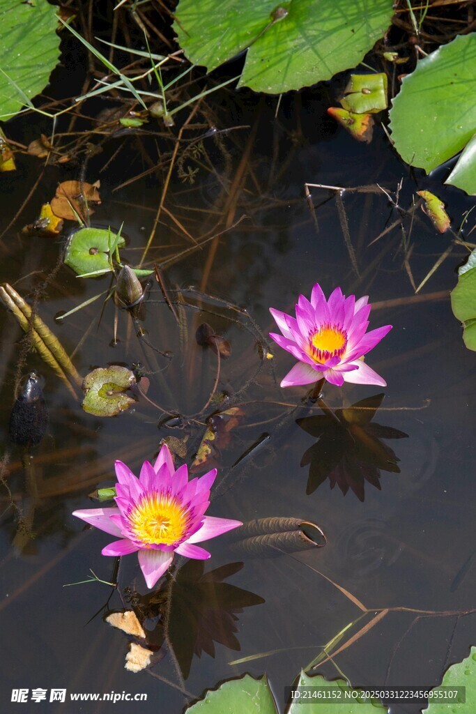 荷花