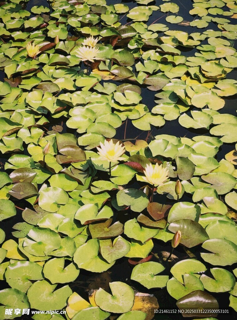 荷花