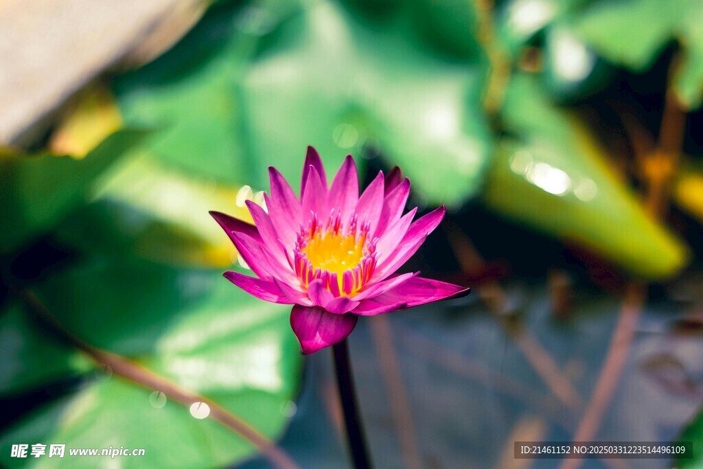 荷花