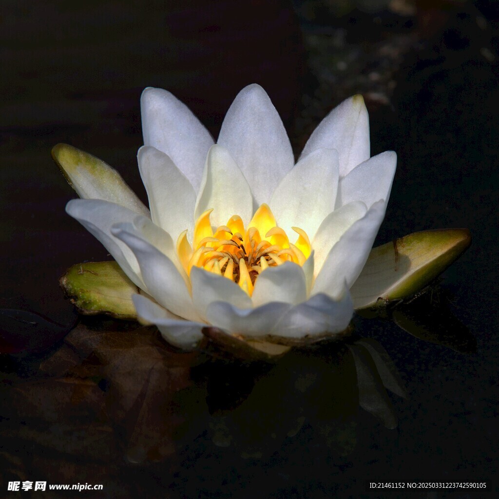 荷花