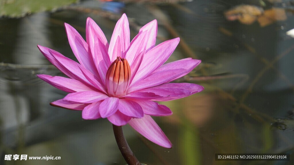 荷花
