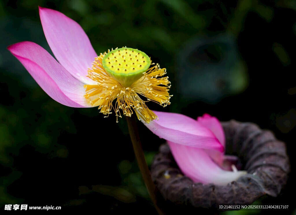 荷花