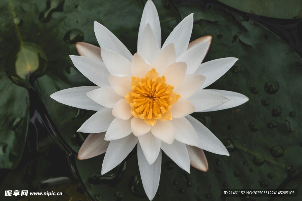 荷花
