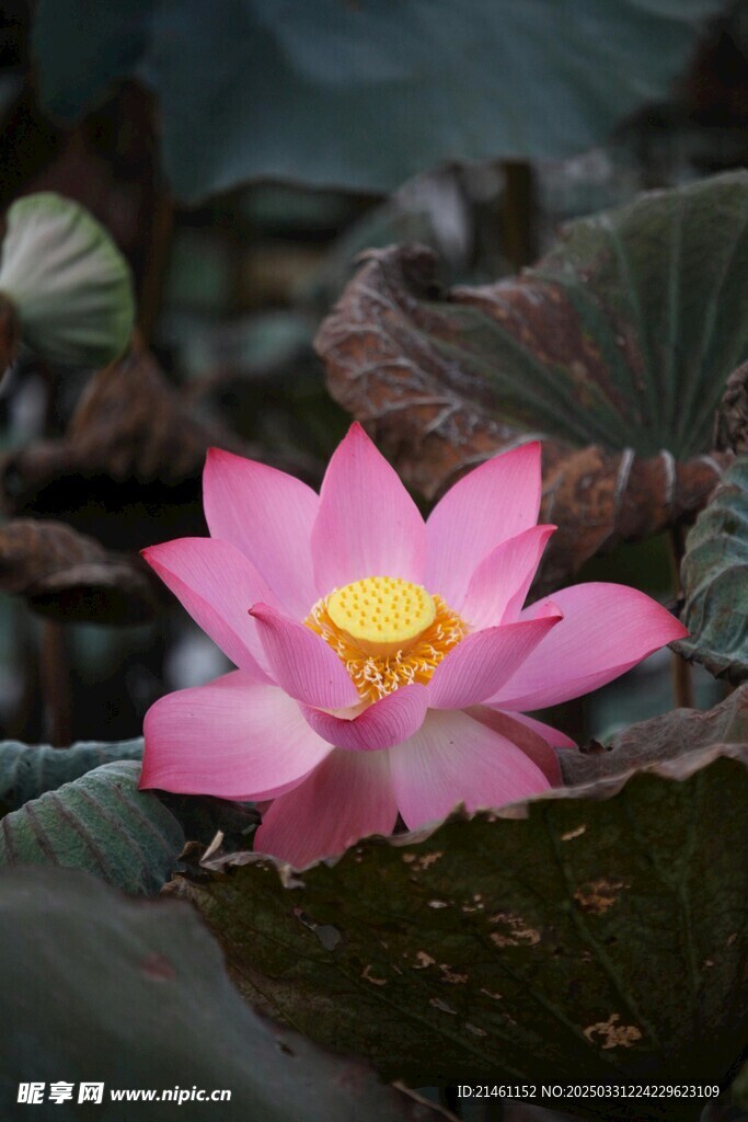 荷花