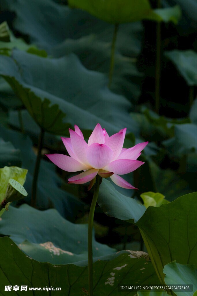 荷花