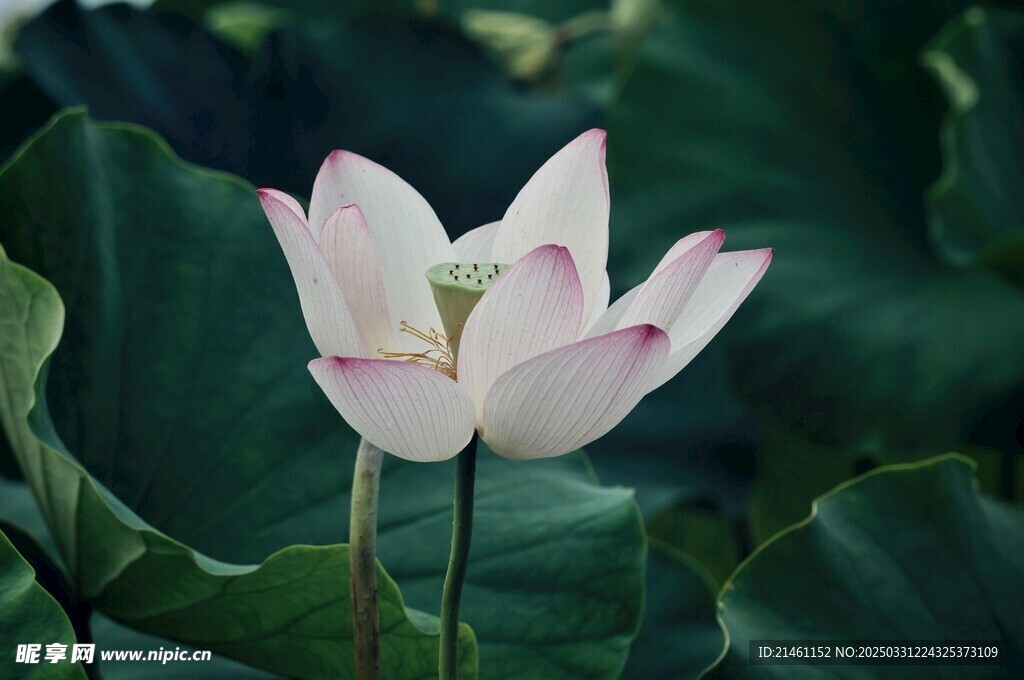 荷花