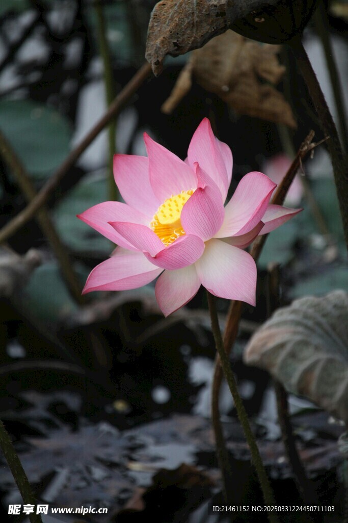 荷花