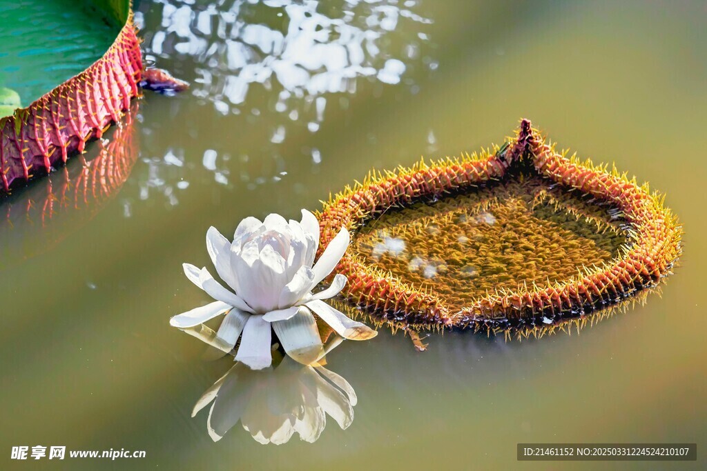 荷花
