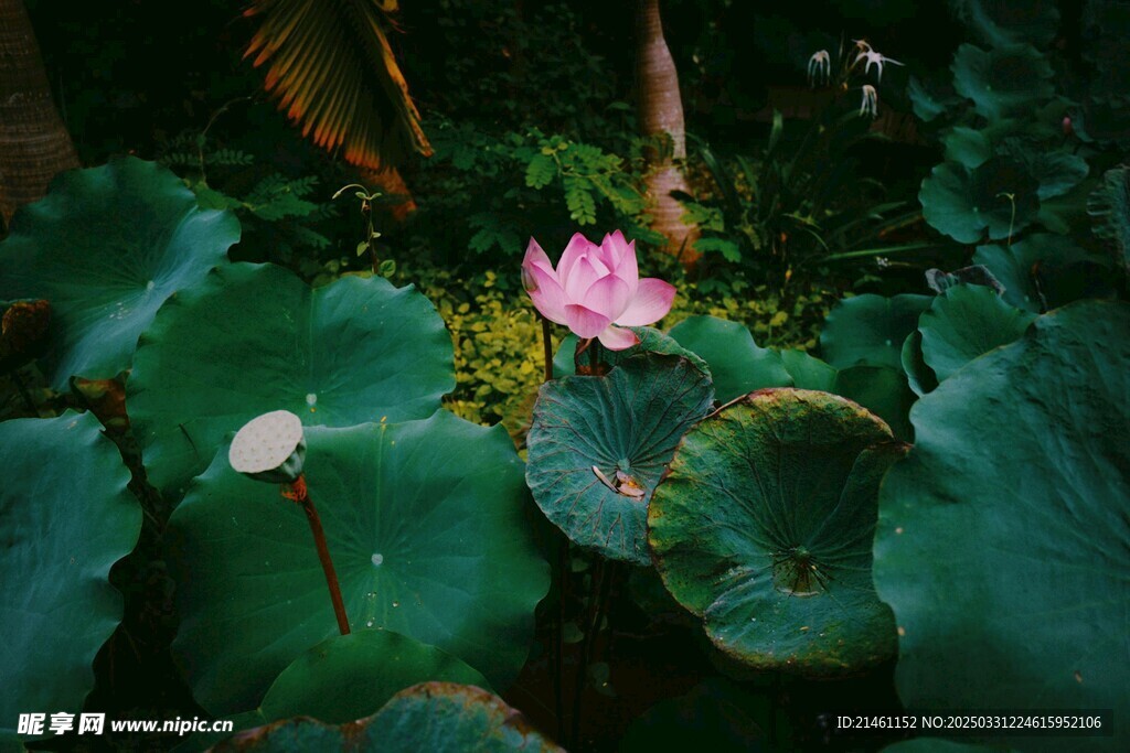 荷花