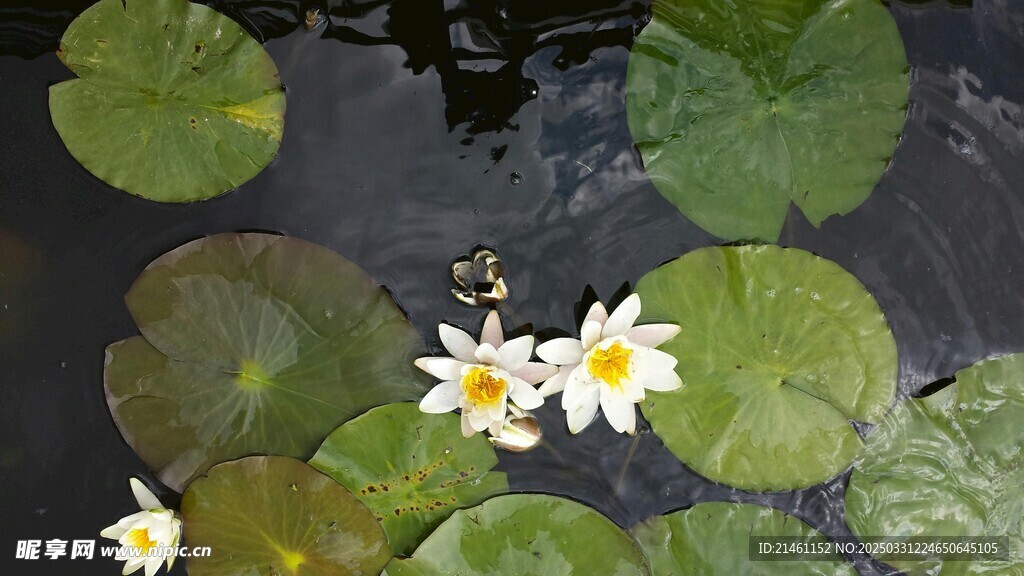 荷花
