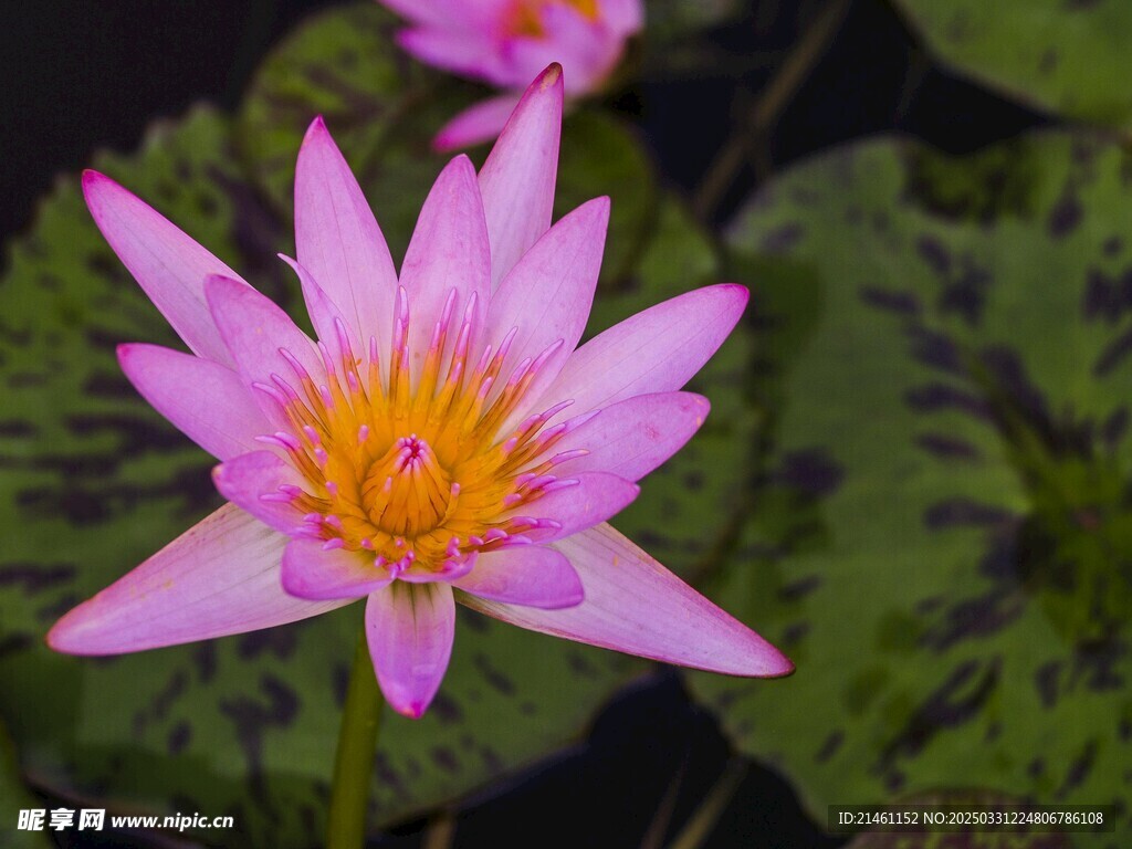 荷花