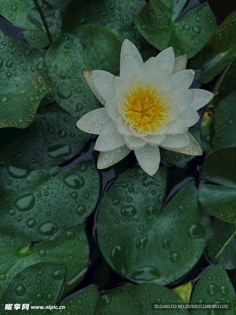 荷花