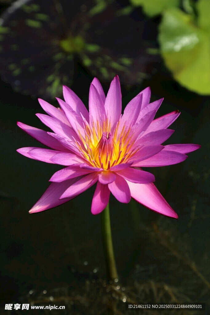 荷花