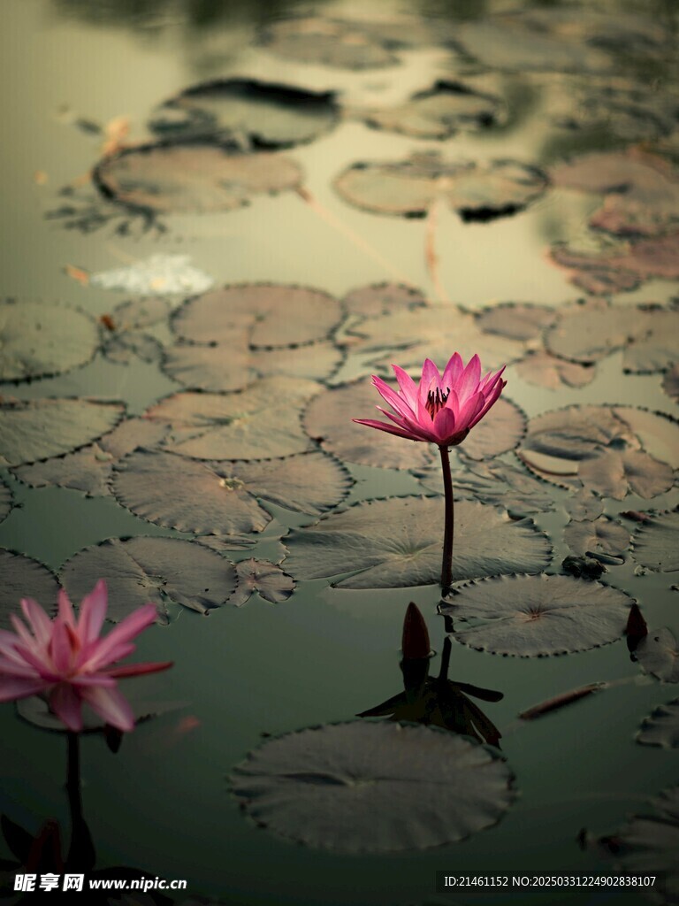 荷花