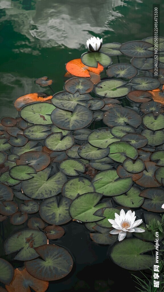 荷花