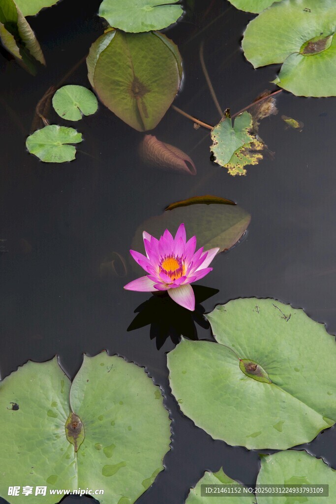 荷花