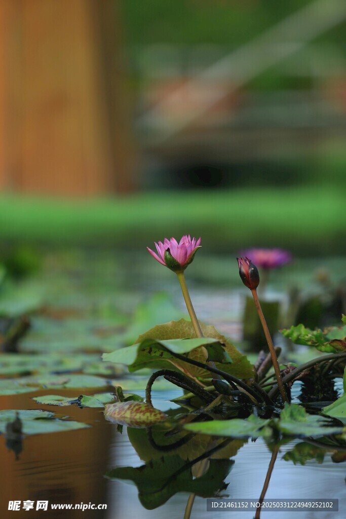 荷花