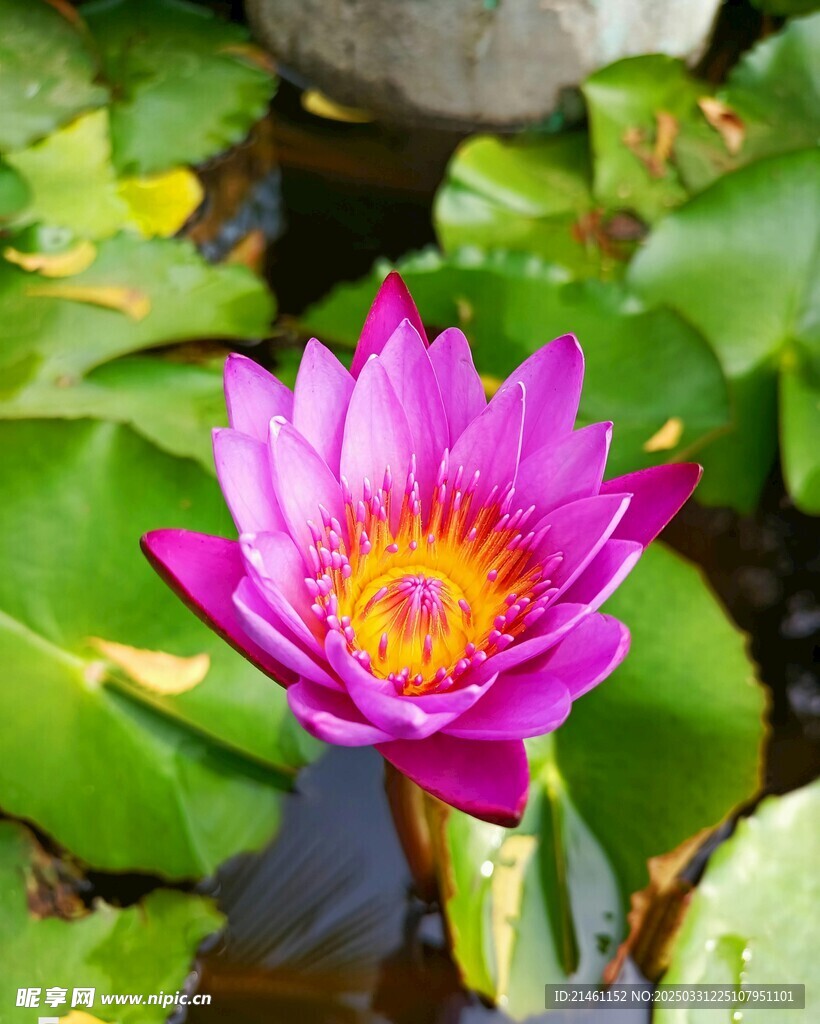 荷花