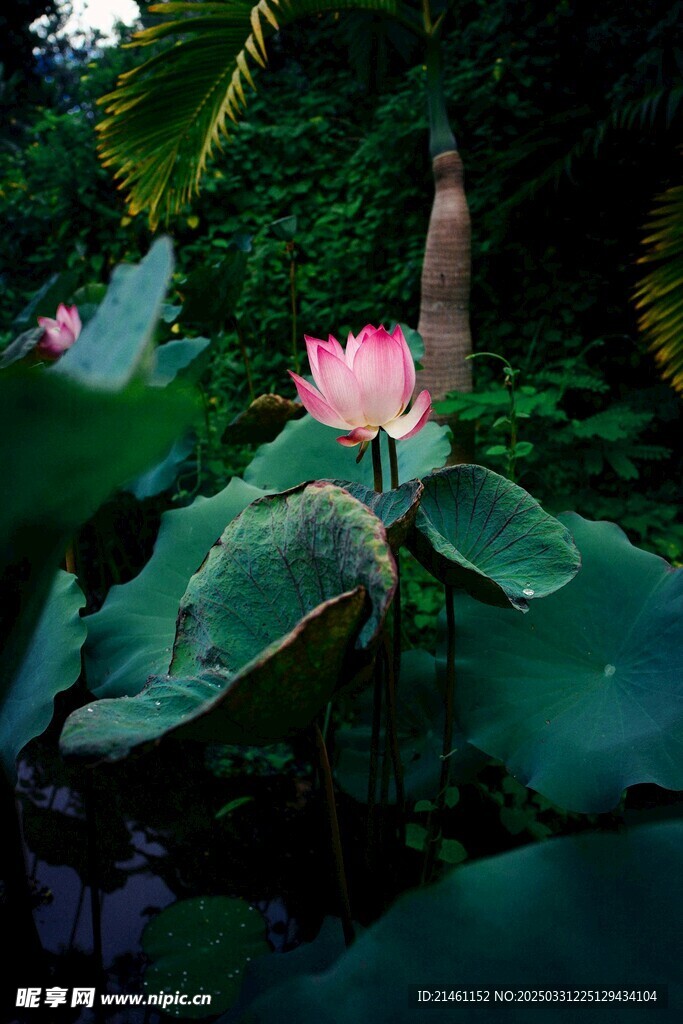 荷花