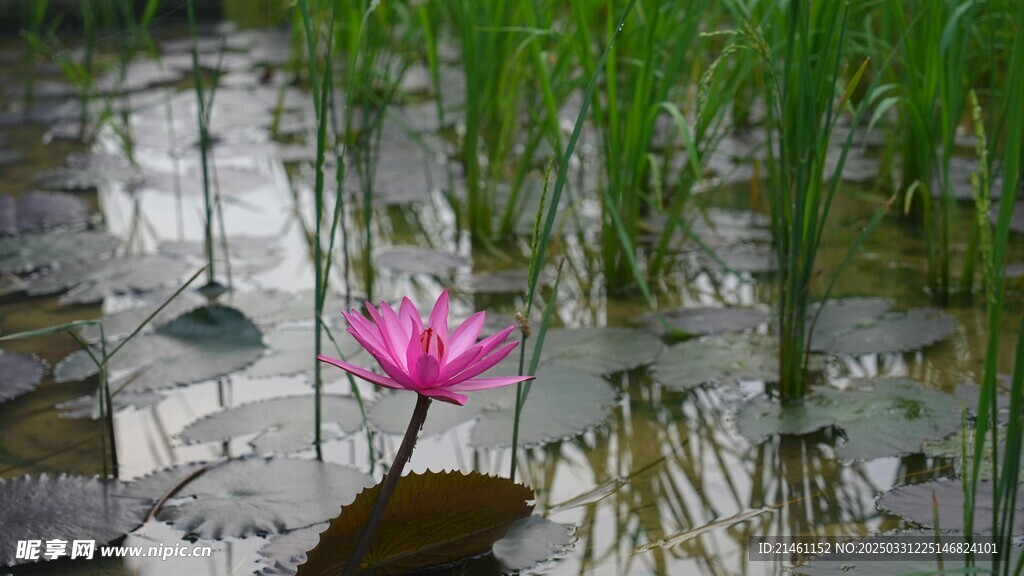 荷花