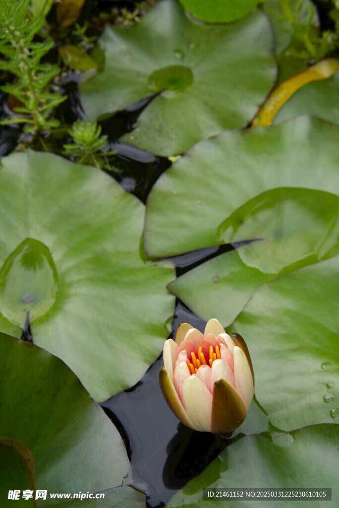荷花