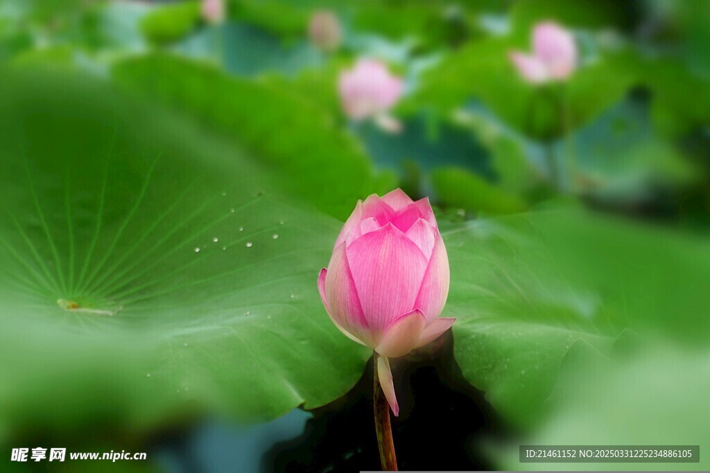 荷花