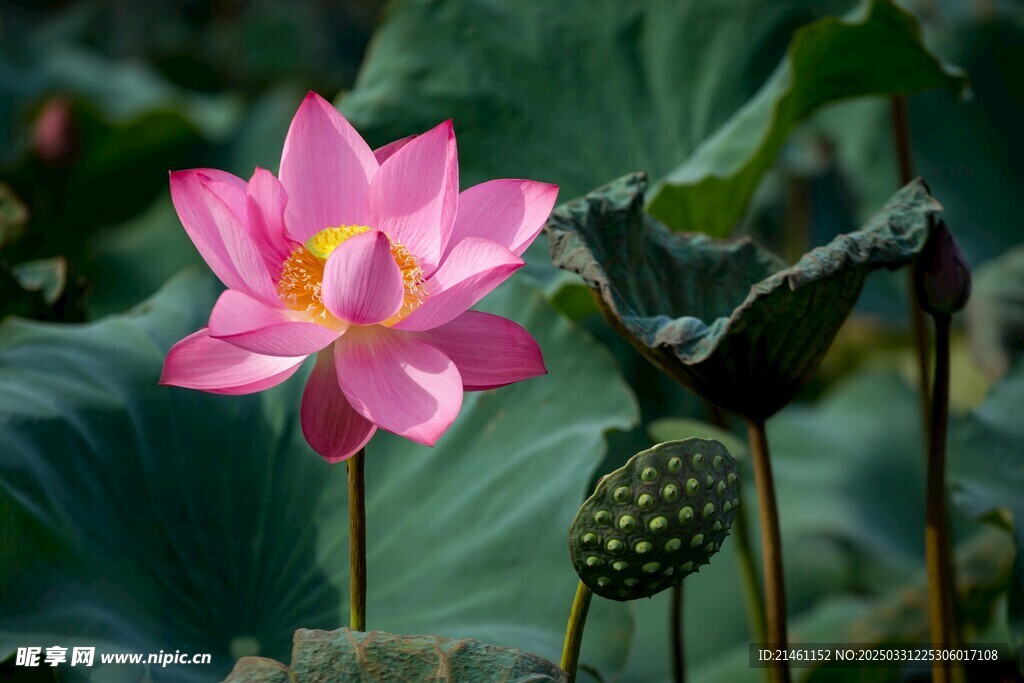 荷花