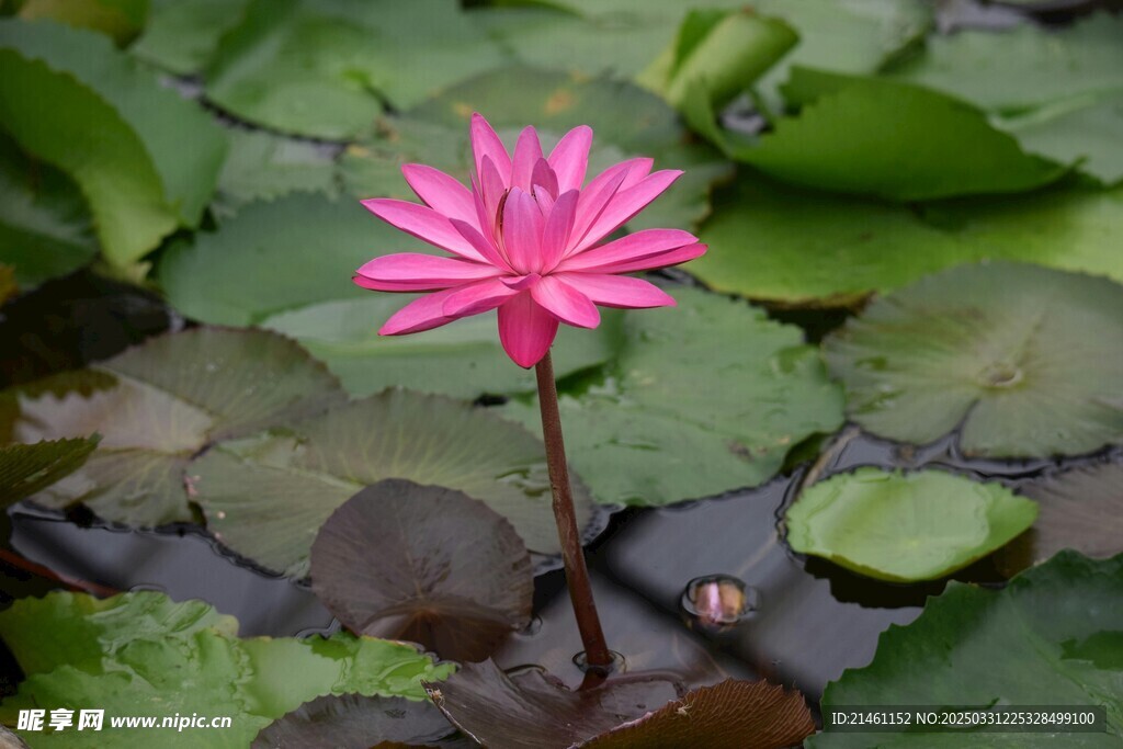 荷花