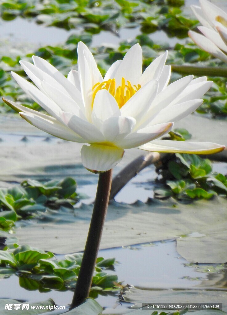 荷花